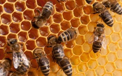另一种可添加到您的储藏室的超级食品：蜂胶的9大惊人好处