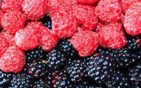 发现黑树莓可改善代谢综合征患者的心脏健康
