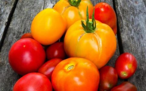 西红柿的皮和种子可制成营养丰富的动物饲料