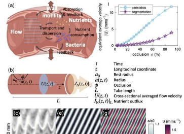 肠道内的流速调节营养吸收和细菌生长