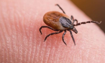 研究首次证明蜱虫会削弱皮肤的免疫反应