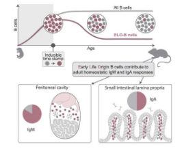 B细胞如何在生命早期进行编程可以影响长期免疫健康