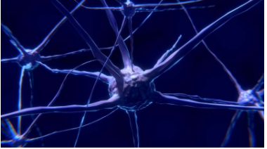 研究人员开发了研究大脑连通性和功能的方法