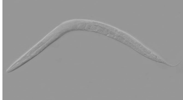 科学家发现听觉机制