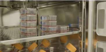 首次将实验室培养的红细胞输入另一个人的临床试验