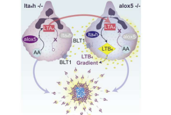 中性粒细胞通过跨细胞生物合成协同产生LTB4克服了它们无法聚集的问题