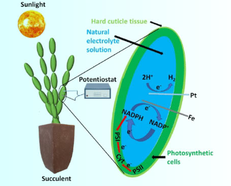 研究人员将多肉植物变成活的生物太阳能电池