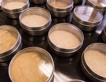 转基因水稻可能是解决气候变化造成的粮食短缺的关键