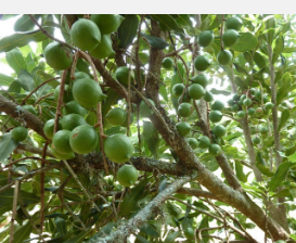 巧妙的果园设计带来更多坚果