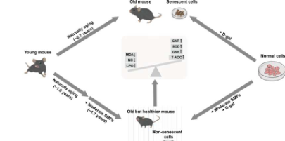 研究揭示了中高静磁场的生物安全效应