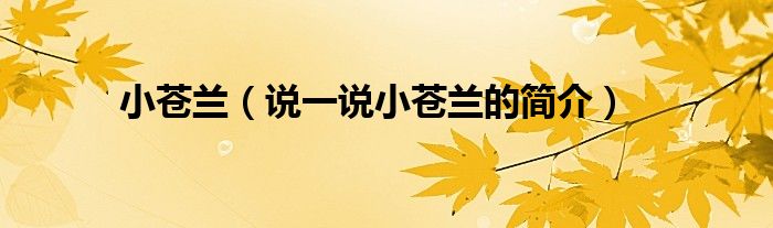 小苍兰（说一说小苍兰的简介）