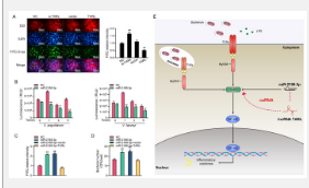 长链非编码RNA TARL可通过调节TAK1的稳定性帮助鱼类抵抗弧菌感染