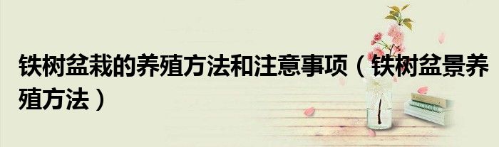 铁树盆栽的养殖方法和注意事项（铁树盆景养殖方法）
