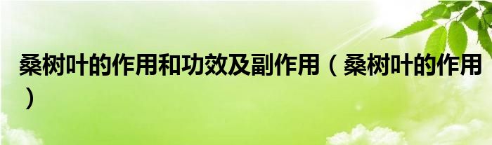 桑树叶的作用和功效及副作用（桑树叶的作用）