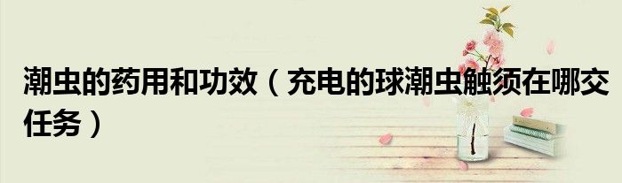 潮虫的药用和功效（充电的球潮虫触须在哪交任务）