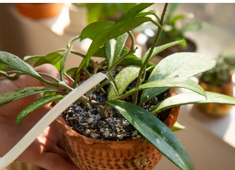 给植物喷水和浇水一样好吗