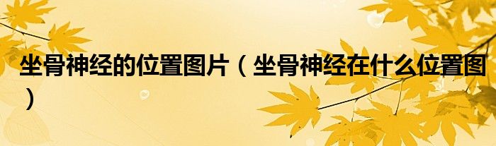 坐骨神经的位置图片（坐骨神经在什么位置图）