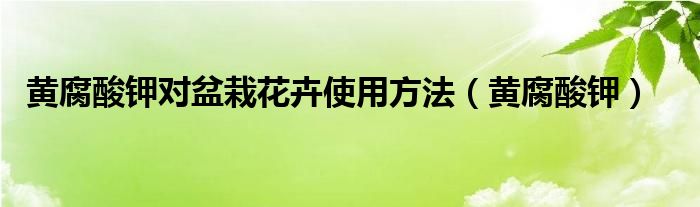 黄腐酸钾对盆栽花卉使用方法（黄腐酸钾）
