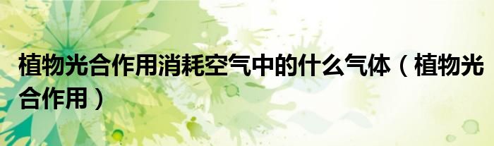 植物光合作用消耗空气中的什么气体（植物光合作用）