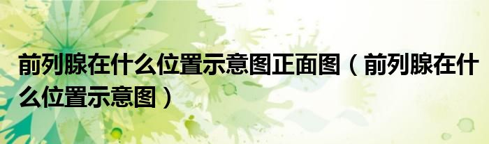 前列腺在什么位置示意图正面图（前列腺在什么位置示意图）