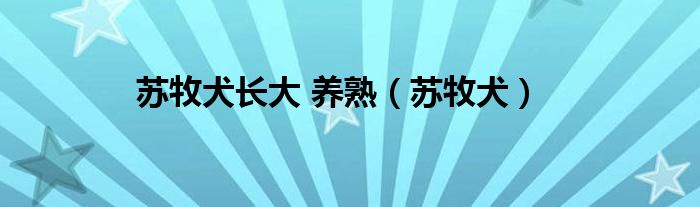 苏牧犬长大 养熟（苏牧犬）