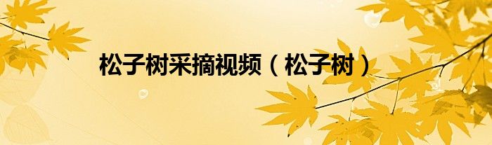 松子树采摘视频（松子树）