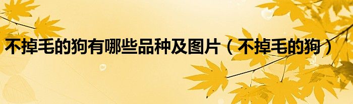 不掉毛的狗有哪些品种及图片（不掉毛的狗）