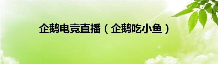 企鹅电竞直播（企鹅吃小鱼）