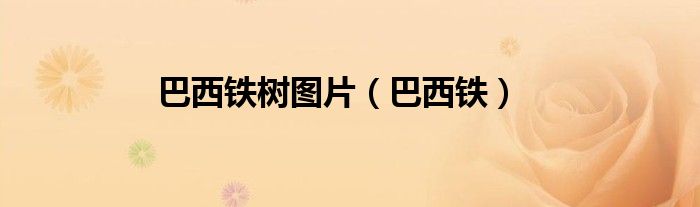 巴西铁树图片（巴西铁）