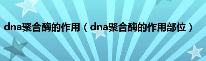 dna聚合酶的作用（dna聚合酶的作用部位）