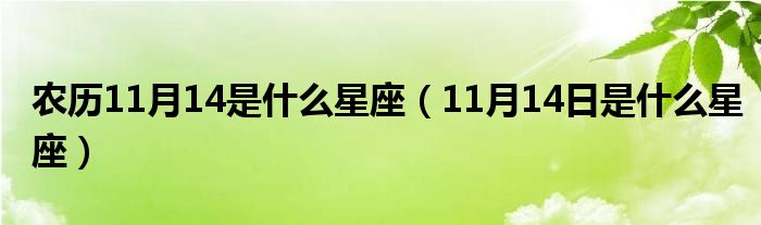 农历11月14是什么星座（11月14日是什么星座）