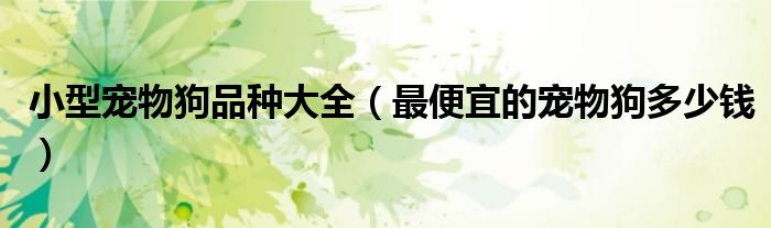 小型宠物狗品种大全（最便宜的宠物狗多少钱）