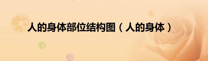 人的身体部位结构图（人的身体）