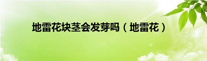 地雷花块茎会发芽吗（地雷花）