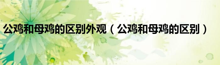 公鸡和母鸡的区别外观（公鸡和母鸡的区别）