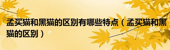 孟买猫和黑猫的区别有哪些特点（孟买猫和黑猫的区别）