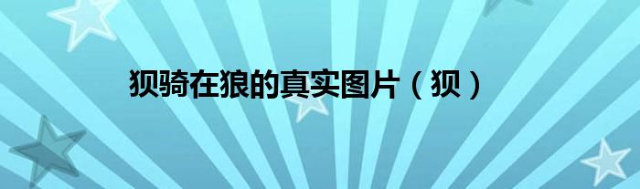 狈骑在狼的真实图片（狈）