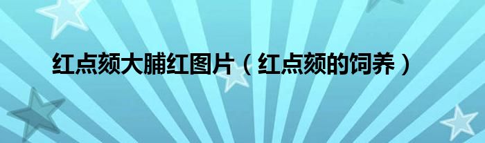 红点颏大脯红图片（红点颏的饲养）