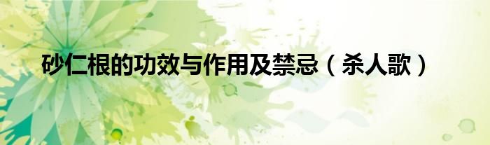 砂仁根的功效与作用及禁忌（杀人歌）