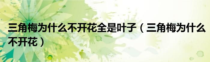 三角梅为什么不开花全是叶子（三角梅为什么不开花）