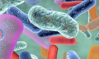 为什么有些人能活到100岁肠道细菌可能有答案