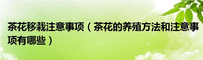 茶花移栽注意事项（茶花的养殖方法和注意事项有哪些）