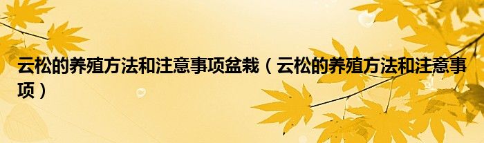 云松的养殖方法和注意事项盆栽（云松的养殖方法和注意事项）