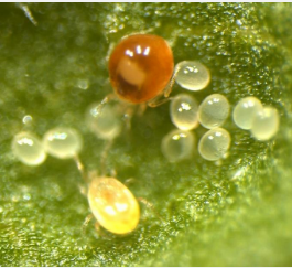 解开掠食性螨虫的寄生虫