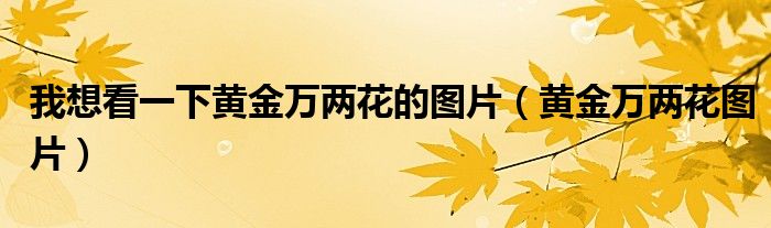 我想看一下黄金万两花的图片（黄金万两花图片）