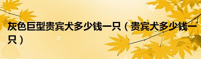 灰色巨型贵宾犬多少钱一只（贵宾犬多少钱一只）