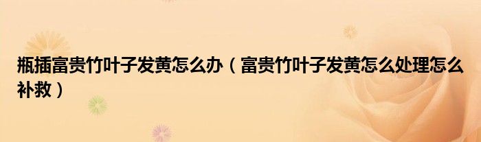 瓶插富贵竹叶子发黄怎么办（富贵竹叶子发黄怎么处理怎么补救）