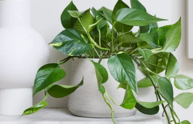 度假时如何让室内植物保持活力
