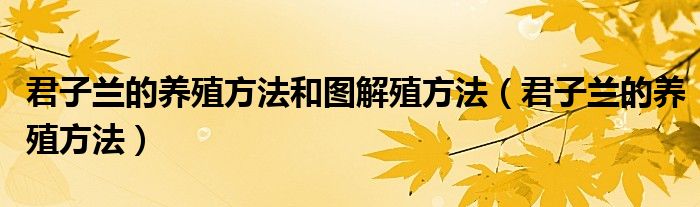 君子兰的养殖方法和图解殖方法（君子兰的养殖方法）