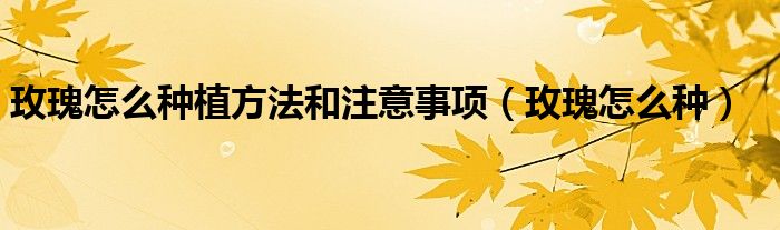 玫瑰怎么种植方法和注意事项（玫瑰怎么种）